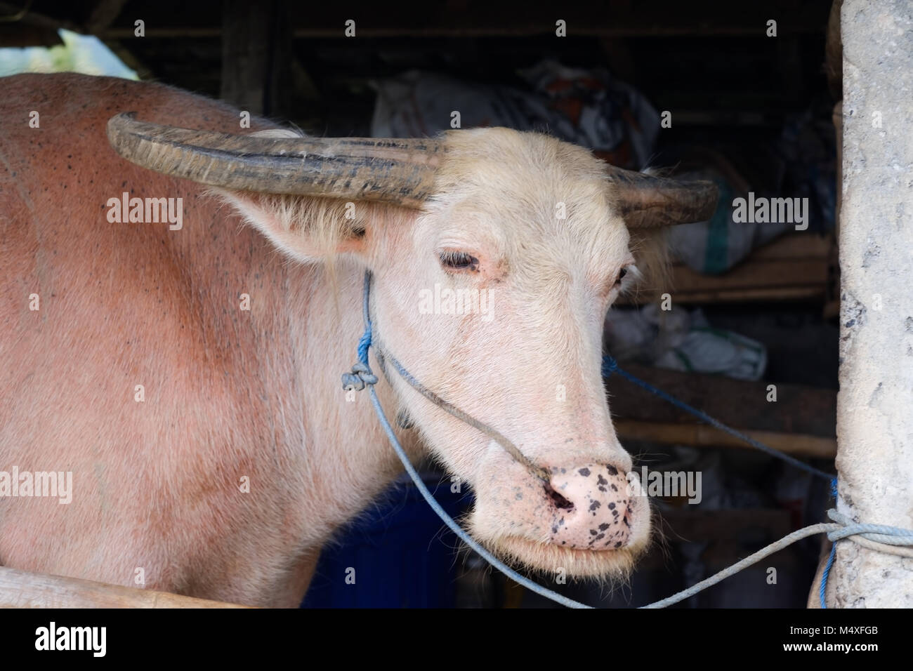 Head shot of sad bull en farm Banque D'Images