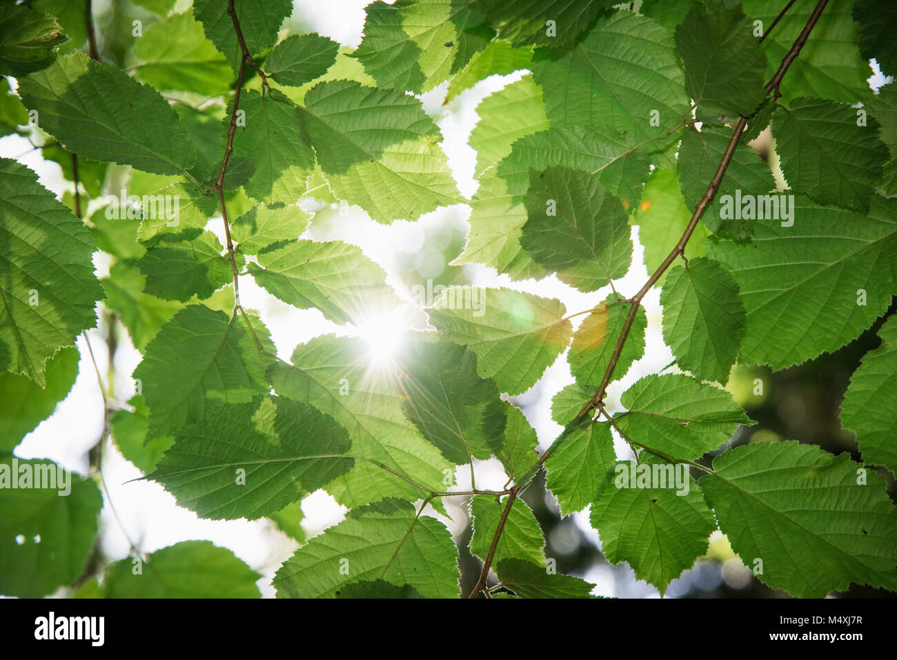 La lumière du soleil à travers les feuilles Banque D'Images