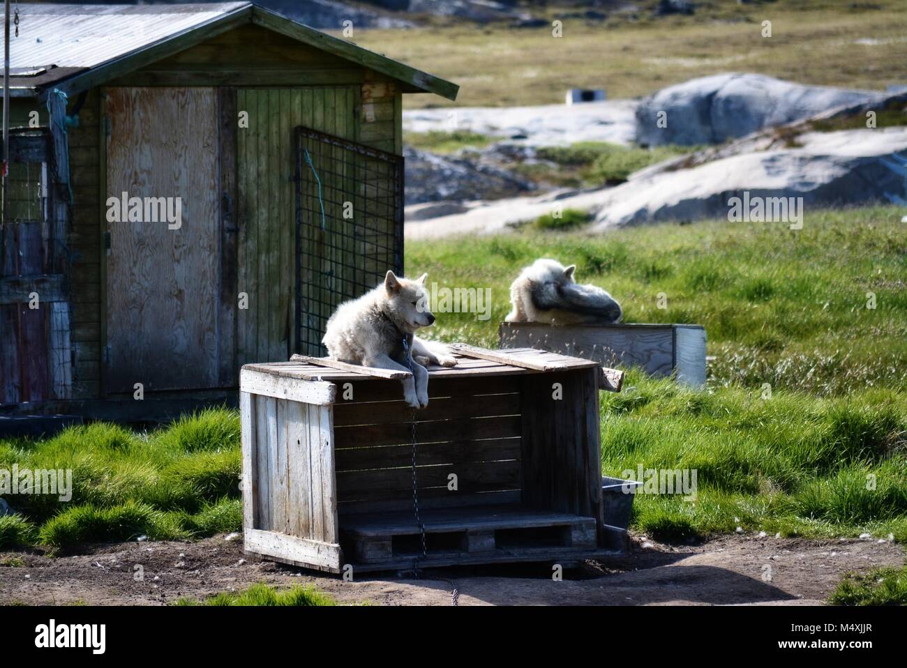 Huskies du Groenland à Ilulissat, Groenland - chien groenlandais enchaîné en attente d'une chaude journée d'été en juillet Banque D'Images