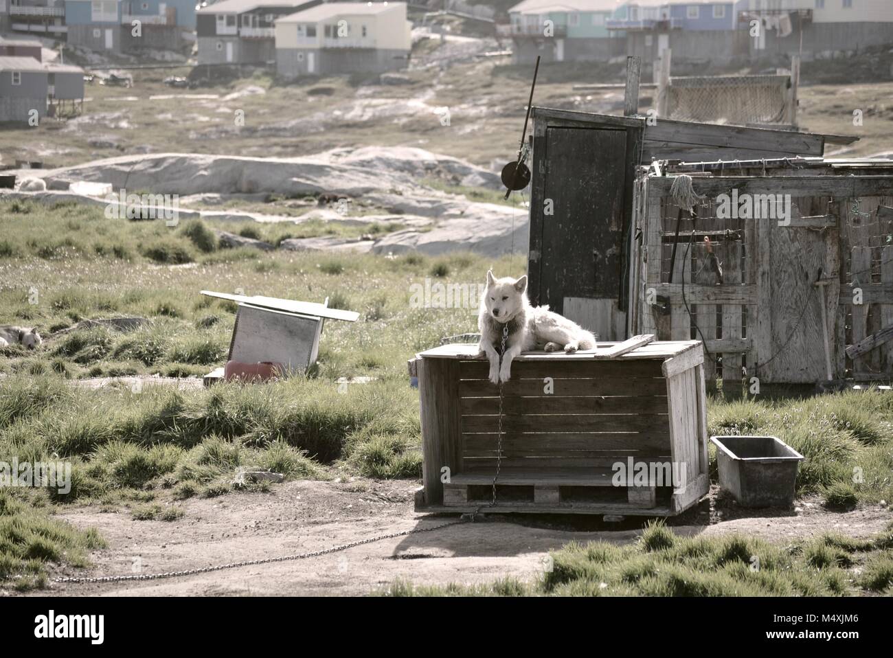 Huskies du Groenland à Ilulissat, Groenland - chien groenlandais enchaîné en attente d'une chaude journée d'été en juillet Banque D'Images