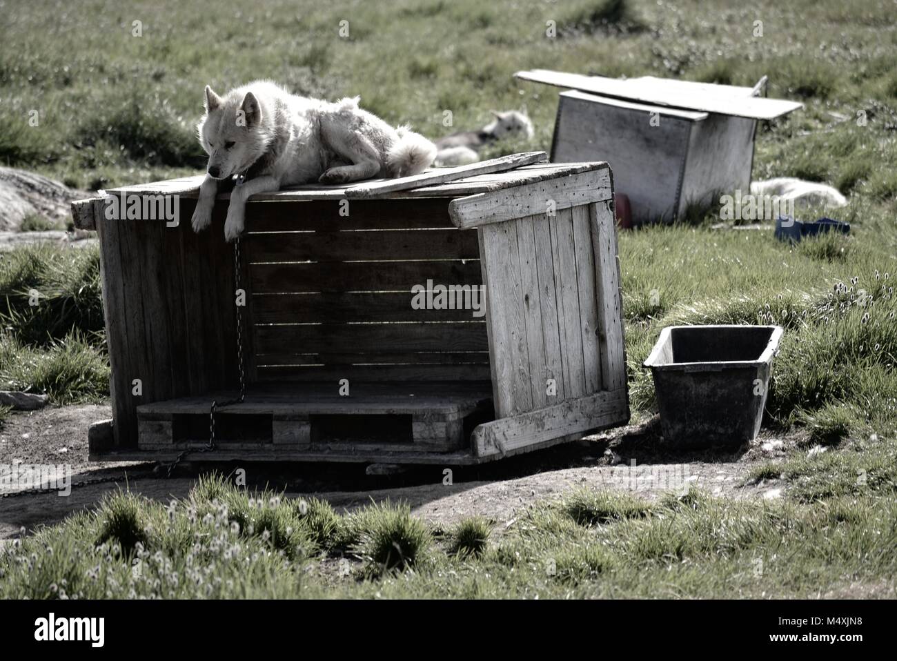 Huskies du Groenland à Ilulissat, Groenland - chien groenlandais enchaîné en attente d'une chaude journée d'été en juillet Banque D'Images