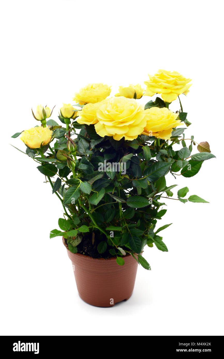 Rose jaune dans cache-pot sur fond blanc isolé. Banque D'Images