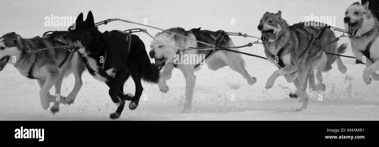 Chiens de traîneau en marche Banque D'Images