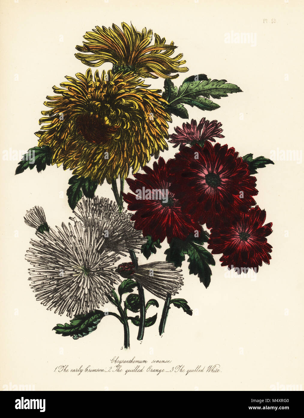 Chrysanthemum indicum variétés : Le début de la pourpre, l'Orange en piquants et le blanc en piquants. Handfinished chromolithographie par Henry Noel Humphreys après une illustration par Jane Loudon de Loudon Madame Jane's Ladies jardin fleuri de plantes ornementales vivaces, William S. Orr, Londres, 1849. Banque D'Images