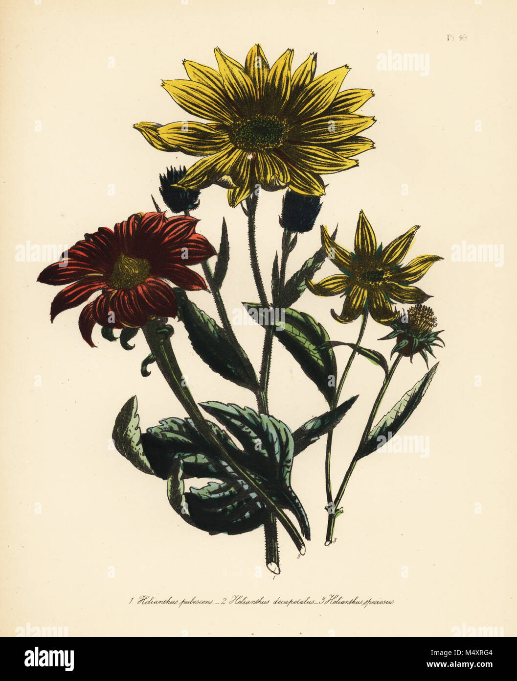 Le tournesol, Helianthus pubescens, dix pétales de tournesol, Helianthus decapetalus et voyante, tournesol, Helianthus speciosus. Handfinished chromolithographie par Henry Noel Humphreys après une illustration par Jane Loudon de Loudon Madame Jane's Ladies jardin fleuri de plantes ornementales vivaces, William S. Orr, Londres, 1849. Banque D'Images