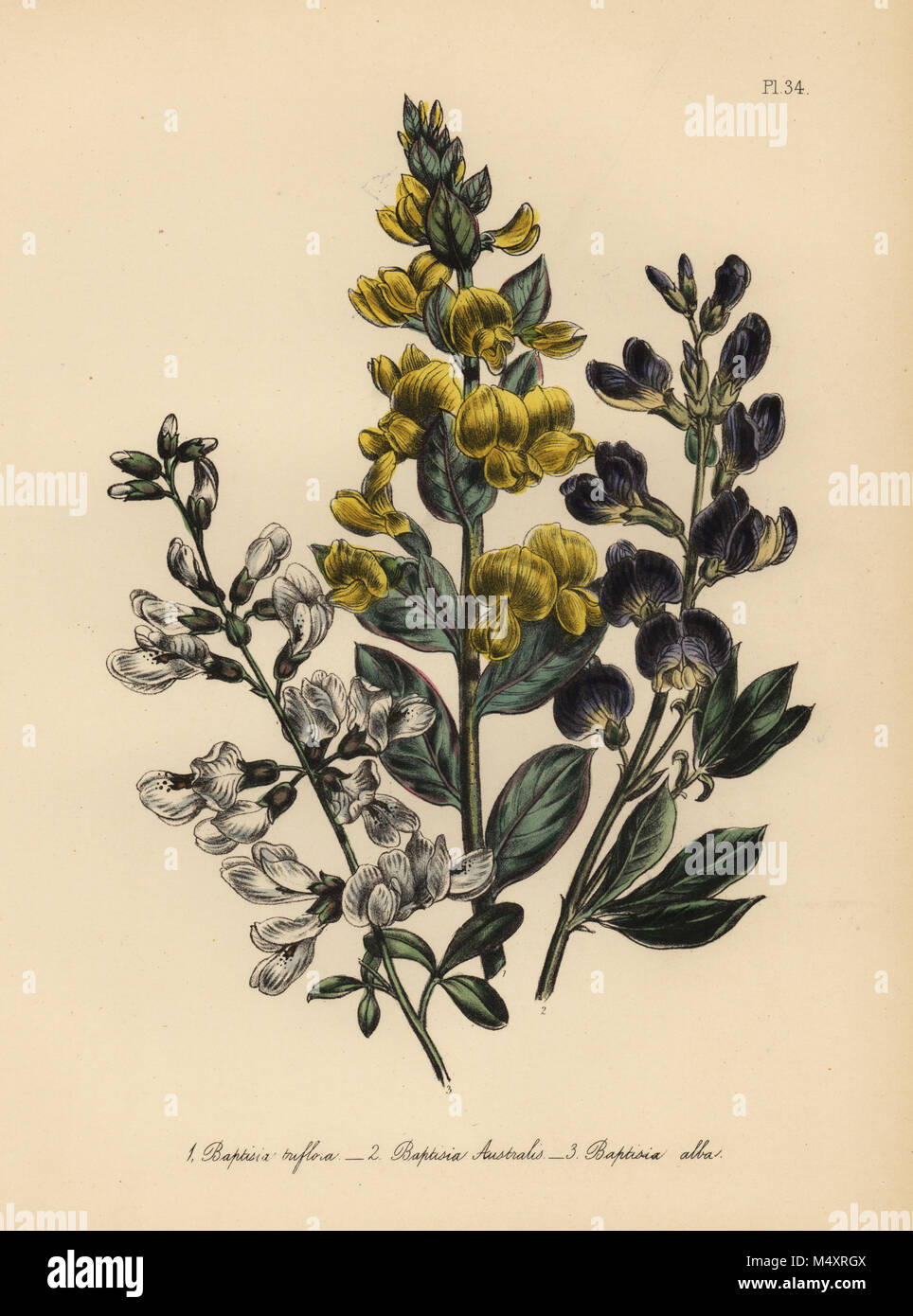 Trois fleurs, rafnia Rafnia triflora, Baptisia australis, et blanc, baptisia Baptisia alba. Handfinished chromolithographie par Henry Noel Humphreys après une illustration par Jane Loudon de Loudon Madame Jane's Ladies jardin fleuri de plantes ornementales vivaces, William S. Orr, Londres, 1849. Banque D'Images
