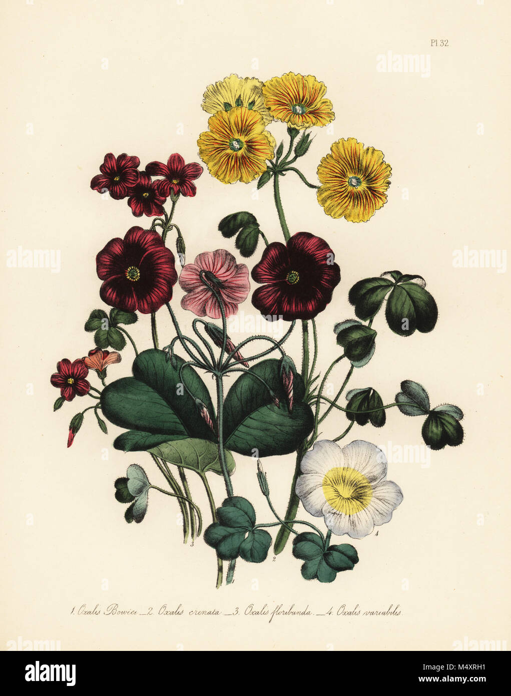 M. Bowie, oxalis Oxalis bowiei, l'oxalide de Dillénius festonnés, Oxalis crenata, beaucoup de fleurs, de l'oxalis Oxalis floribunda, et variable, l'oxalis Oxalis variabilis. Handfinished chromolithographie par Henry Noel Humphreys après une illustration par Jane Loudon de Loudon Madame Jane's Ladies jardin fleuri de plantes ornementales vivaces, William S. Orr, Londres, 1849. Banque D'Images