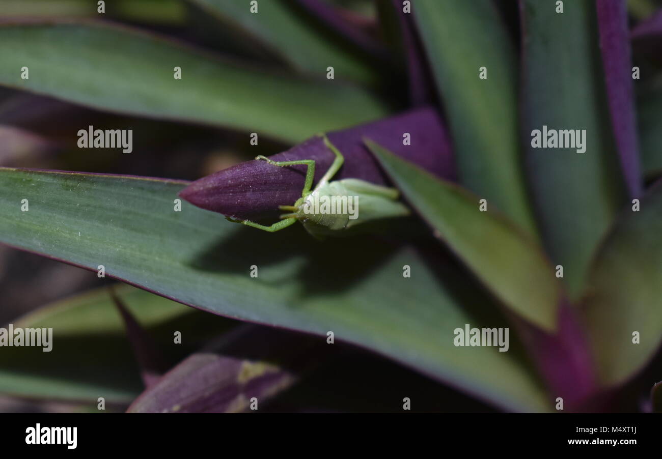 Court-horned sauterelle. Banque D'Images