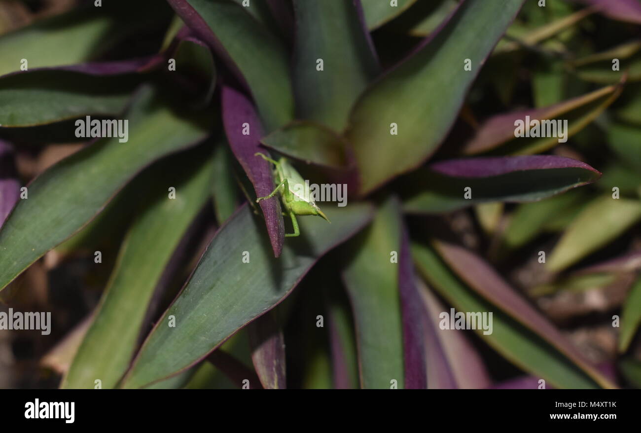 Court-horned sauterelle. Banque D'Images