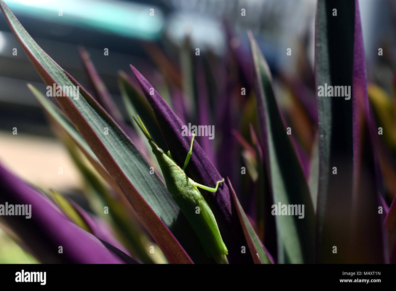 Court-horned sauterelle. Banque D'Images