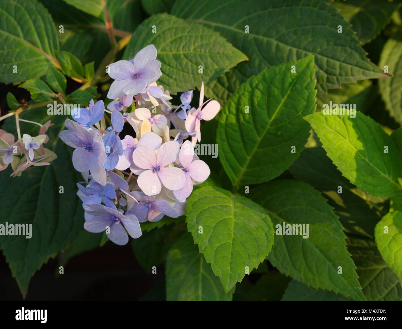 Hydrangea serrata japan Banque de photographies et d'images à haute  résolution - Alamy