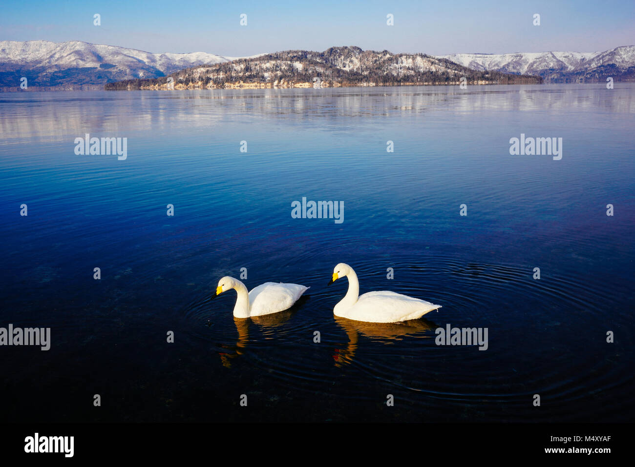 Cygne au lac Kussharo, Hokkaido, Japon Banque D'Images