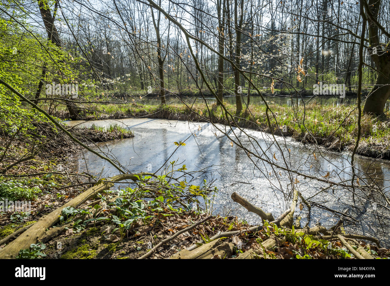 Dans un paysage de forêt prairie au printemps Banque D'Images