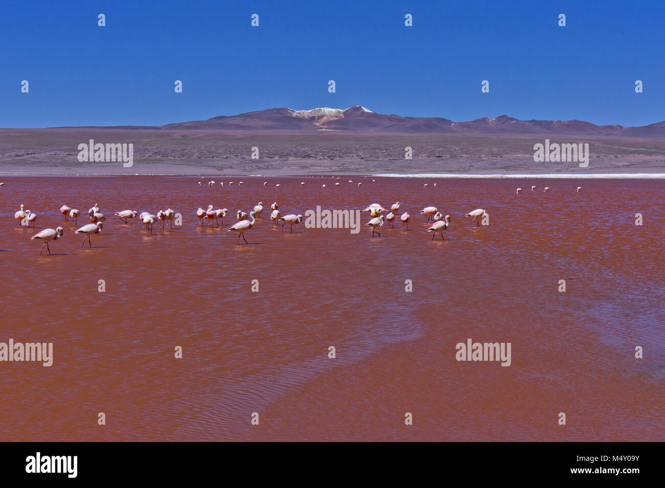 Red Lake, Bolivie, troupeau de flamants Banque D'Images