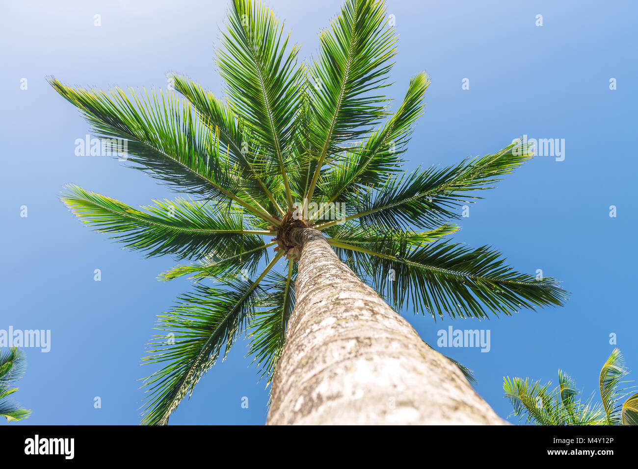 Coconut plantation de palmiers vue du dessous-de-chaussée Banque D'Images