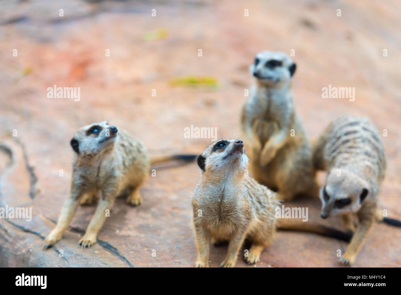 Clan de suricates Suricata suricatta, animaux indigènes de l'Afrique, petit carnivore appartenant à la famille des mangoustes Banque D'Images