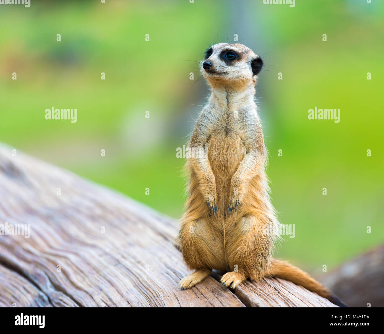Suricate Funny Banque D Image Et Photos Alamy Suricate Funny Banque D Image Et Photos Alamy