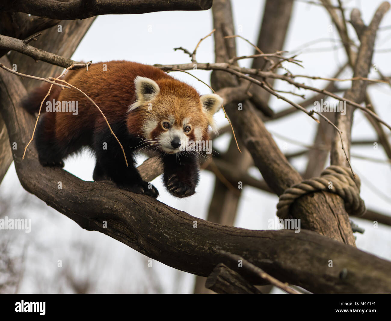 Un panda rouge (Ailurus fulgens), grimpant sur un arbre Banque D'Images