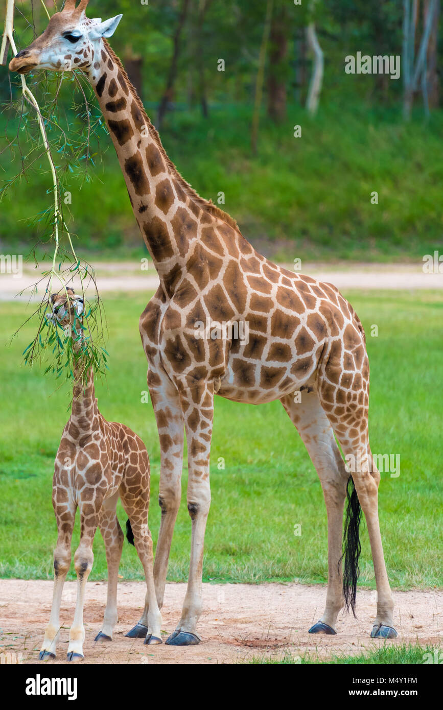 Jeune bébé girafe avec sa mère, les animaux d'Afrique Banque D'Images