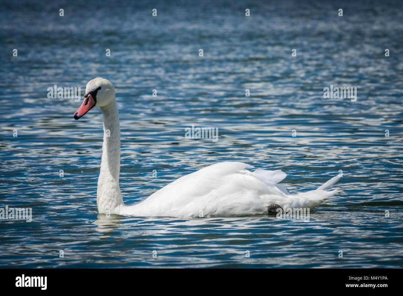 White Swan la baignade dans le lac Banque D'Images