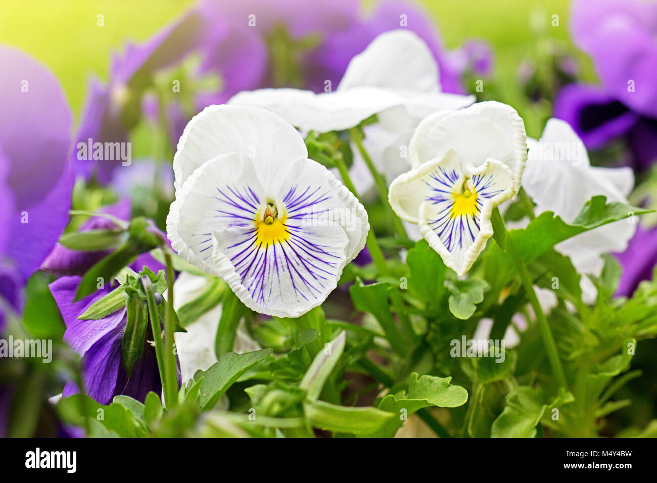 Parterre de violet et blanc Viola tricolor ou kiss-me-quick (cœur-ease fleurs) en été, la beauté dans la nature Banque D'Images