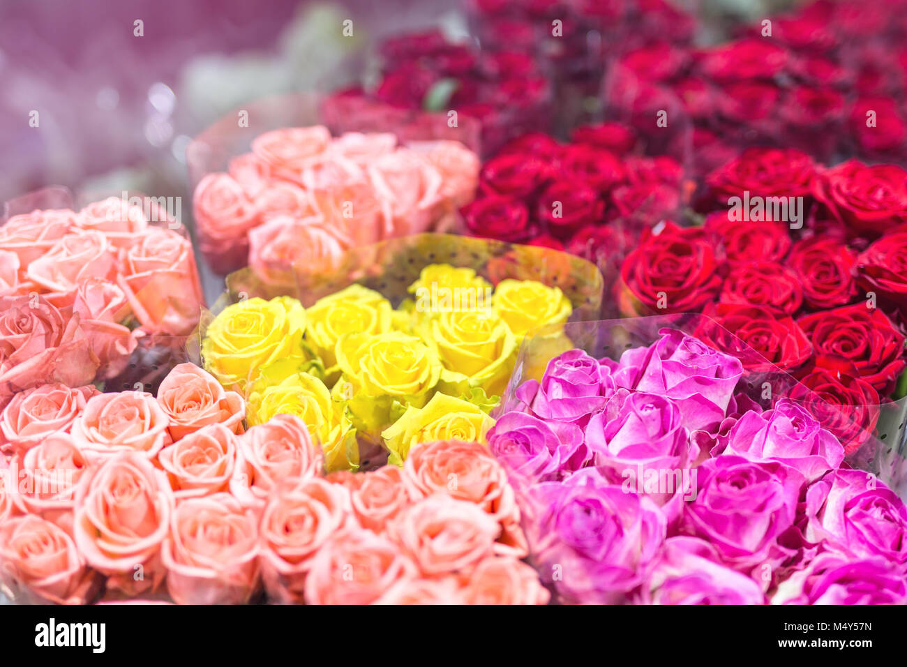 Multiclored Bouquets De Roses Fond De Fleurs Fraîches