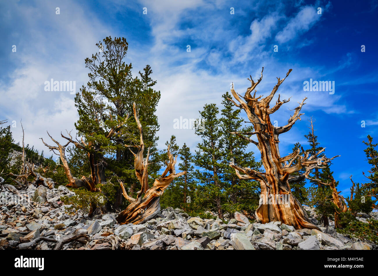 Bristlecone pines, la plus longue des arbres vivants, peut être vu sur le sentier Bristlecone Pine Grove dans le Parc National du Grand Bassin. Banque D'Images