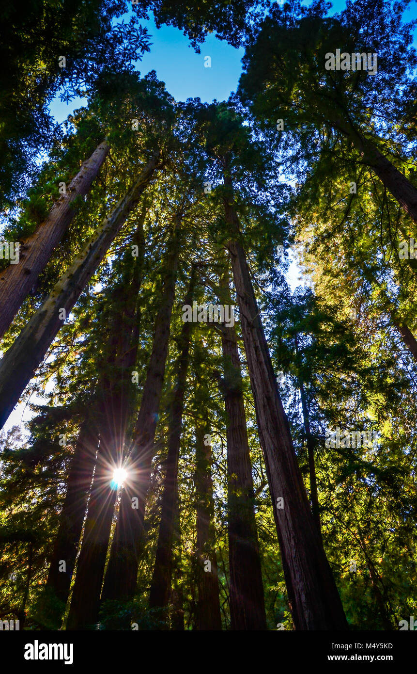 Au milieu des grands conifères Sunburst menant jusqu'à l'ouverture en forme de coeur dans le ciel à Muir Woods National Monument à Mill Valley, en Californie. Banque D'Images