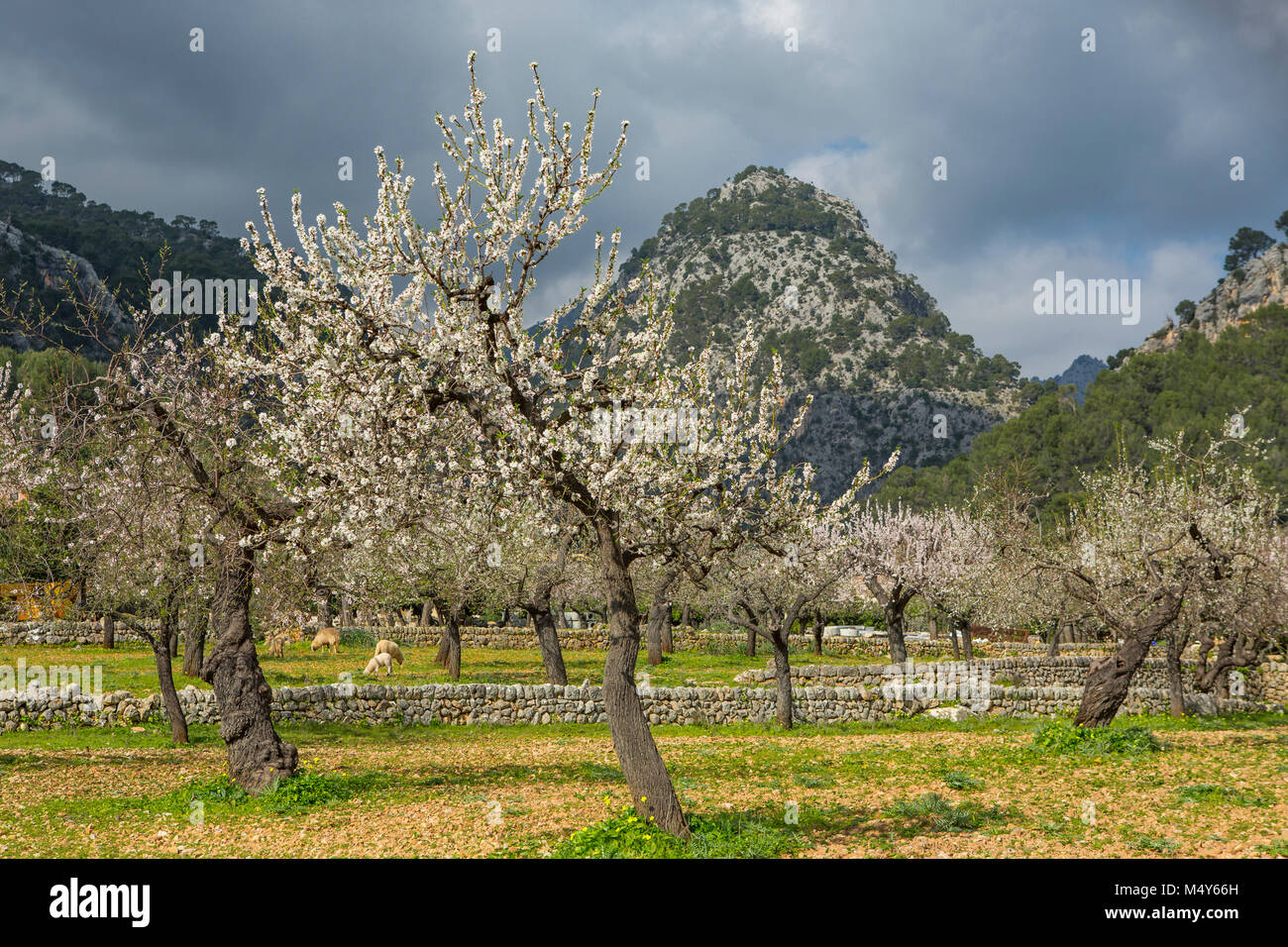 Village de fleur d'amandier municipalité Caimari, Selva, Majorque, Espagne. Vue montagne Puig de sa Creu Banque D'Images