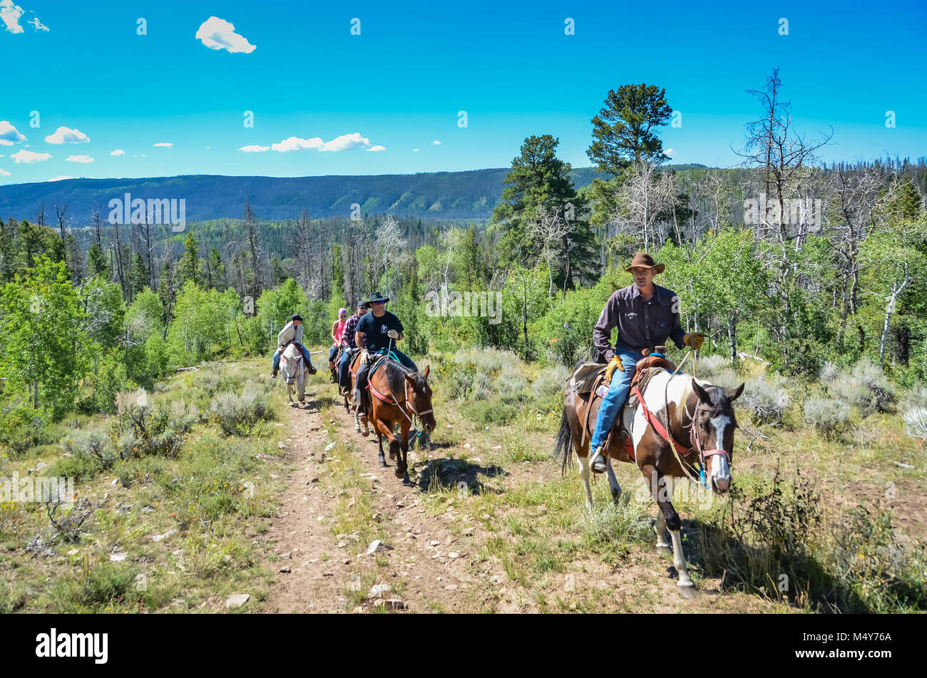 Tour d'équitation guidée sur sentier de montagne dans la région de Medicine Bow National Forest. Banque D'Images