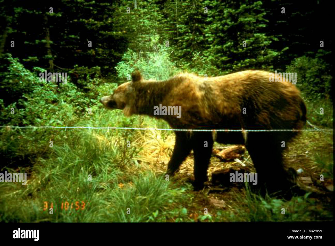 Un grizzly en se rendant à l'un des cheveux de fil stations snag. Une caméra à distance a été mis en place pour surveiller et observer l'emplacement des chicots de cheveux le comportement des ours. Barbelés chicots de cheveux ont été utilisés pour recueillir des échantillons de cheveux de l'ours grizzli dans tout l'écosystème de la Couronne du Continent dans le cadre de la division du Nord (Projet de l'ours grizzli. Ce projet a utilisé cette technique en collaboration avec les modèles statistiques pour estimer le nombre de grizzlis vivant dans l'écosystème, qui comprend le parc national des Glaciers. L'ADN a été extrait à partir de poils d'ours prélevés le long de routes de l'enquête et d'une systématisation du positio Banque D'Images