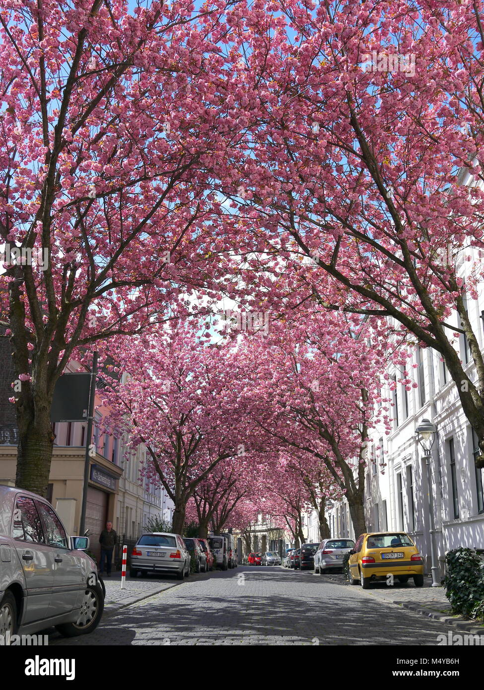 BONN, Allemagne - 18 avril 2016 : lignes d'arbres en arbres de sakura à Bonn, ancienne capitale de l'Allemagne sur une belle journée ensoleillée Banque D'Images BONN, Allemagne - 18 avril 2016 : lignes d'arbres en arbres de sakura à Bonn, ancienne capitale de l'Allemagne sur une belle journée ensoleillée Banque D'Images