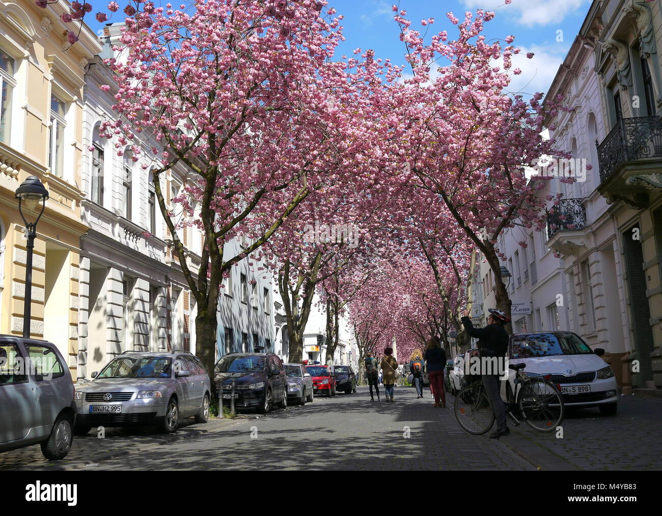 BONN, Allemagne - 18 avril 2016 : lignes d'arbres en arbres de sakura à Bonn, ancienne capitale de l'Allemagne sur une belle journée ensoleillée Banque D'Images BONN, Allemagne - 18 avril 2016 : lignes d'arbres en arbres de sakura à Bonn, ancienne capitale de l'Allemagne sur une belle journée ensoleillée Banque D'Images