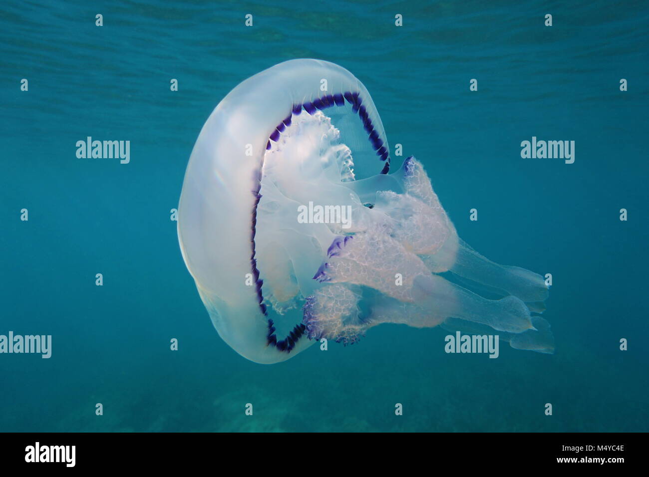 Une méduse Rhizostoma pulmo canon sous l'eau dans la mer Méditerranée, Calabira, Tropea, Italie Banque D'Images