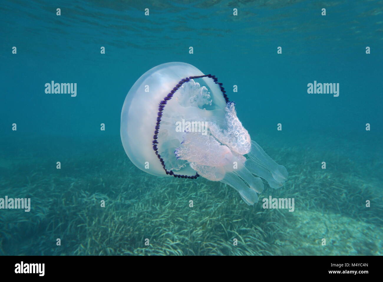 Une méduse Rhizostoma pulmo canon sous l'eau dans la mer Méditerranée, Côte d'Azur, France Banque D'Images