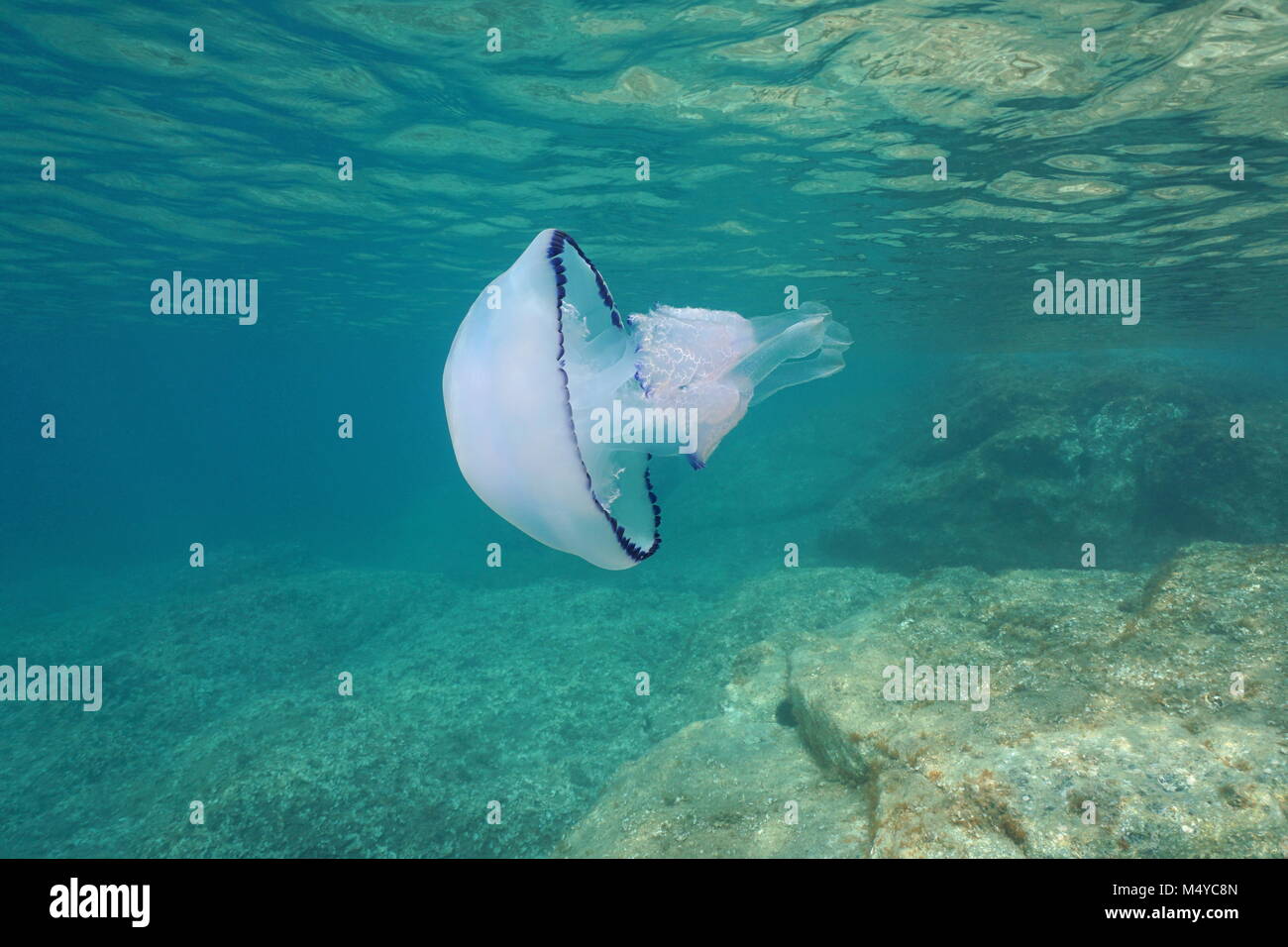 Le baril sous-marine, méduses Rhizostoma pulmo, dans la mer Méditerranée, la Catalogne, Costa Brava, Cap de Creus, Espagne Banque D'Images