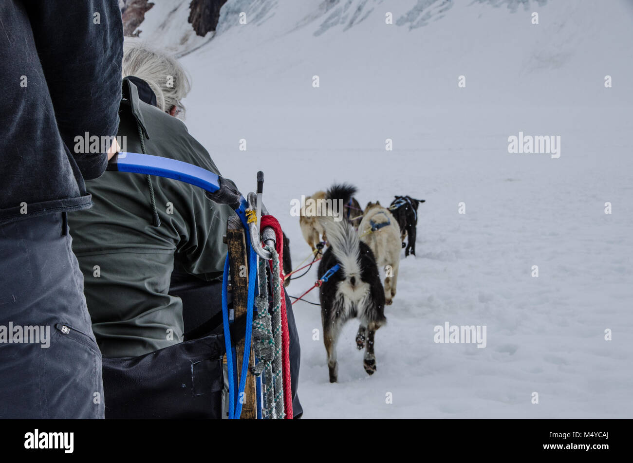 Les expériences de retraités l'amusement et l'excitation de traîneau à chiens. Des promenades touristiques sur traîneau avec musher en hiver - Alaska Wilderness Banque D'Images