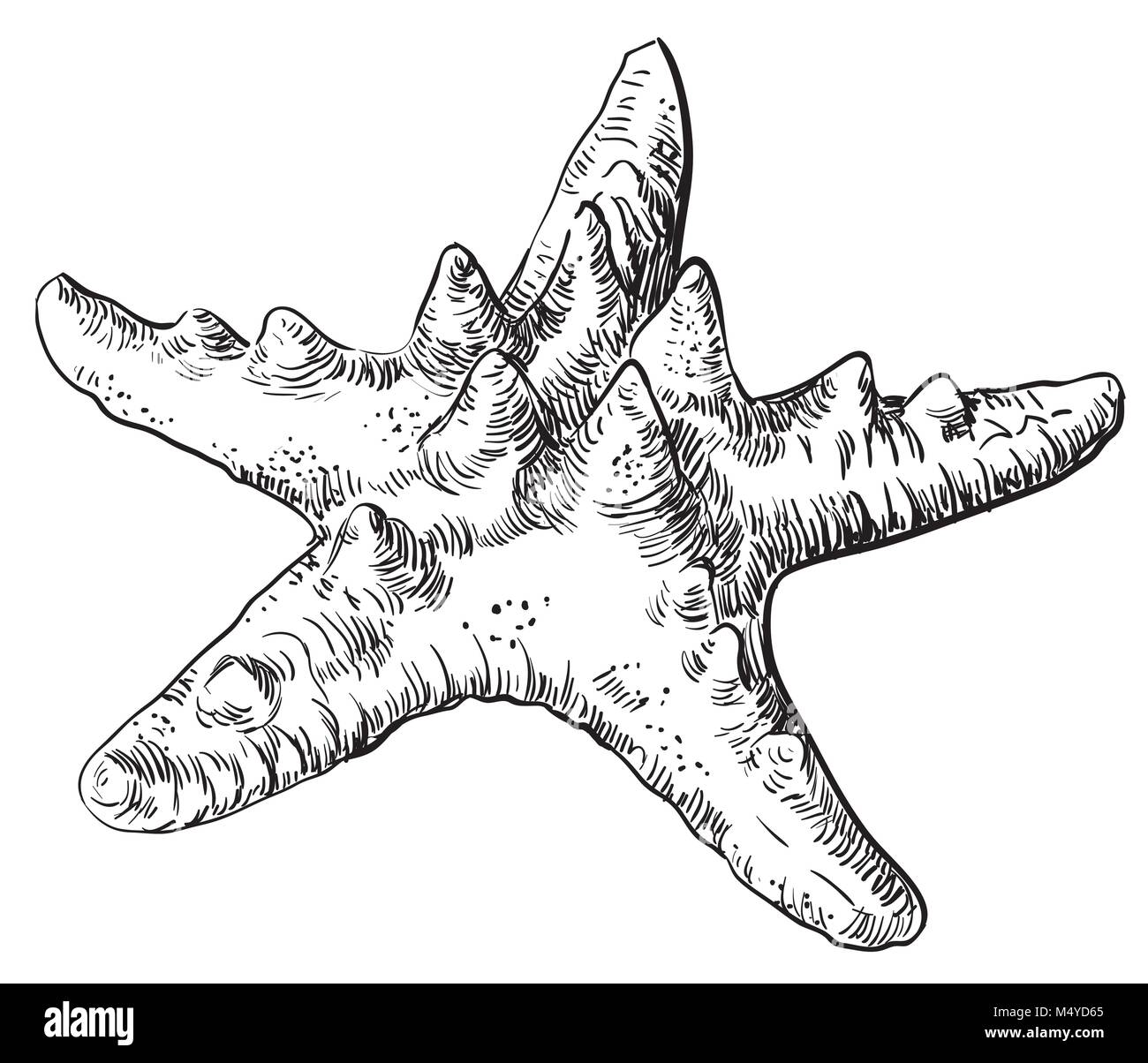 Dessin à la main de mer. Vector illustration monochrome de starfish en couleur noir isolé sur fond blanc Illustration de Vecteur