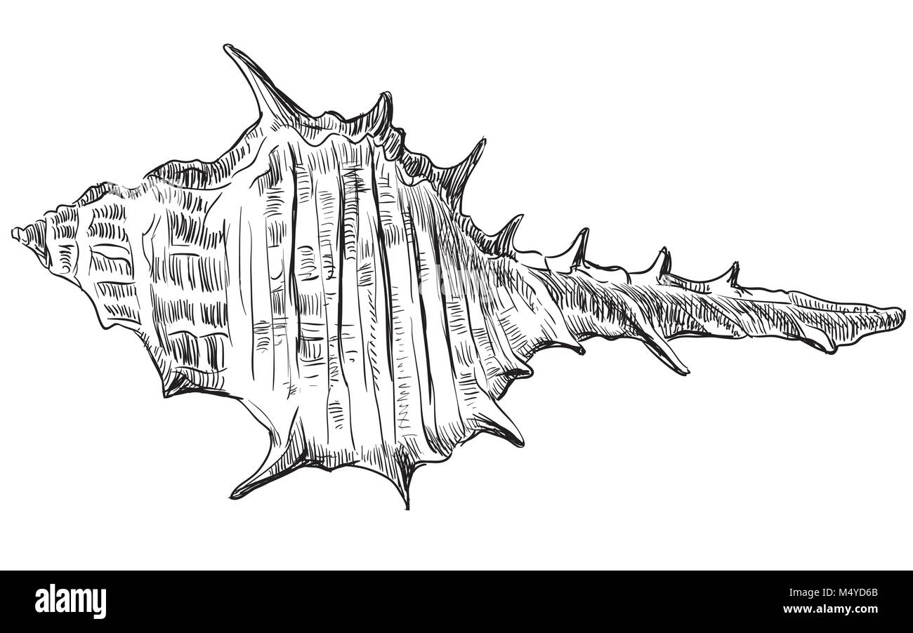 Dessin illustration de coquillage. Vector image monochrome isolé sur fond blanc. Illustration de Vecteur