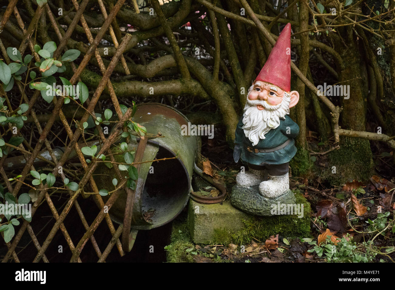 Un nain de jardin dans un jardin, à l'effritement, Preston, Lancashire. Banque D'Images