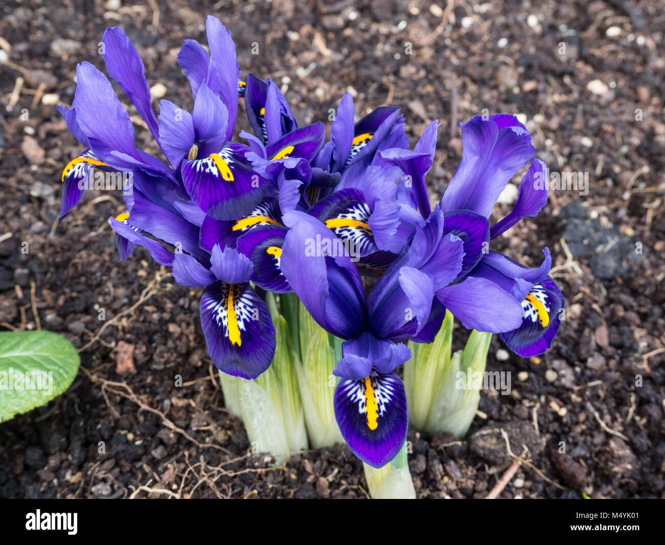 Gros plan d'une petite touffe d'Iris reticulata Pixie Banque D'Images