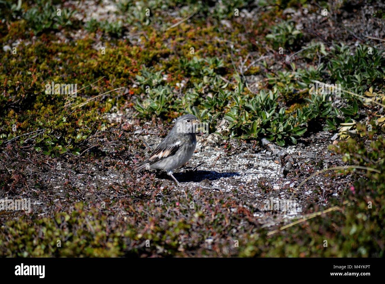 Petit oiseau au Groenland Ilulissat - Disco Bay - Juillet, l'été Banque D'Images