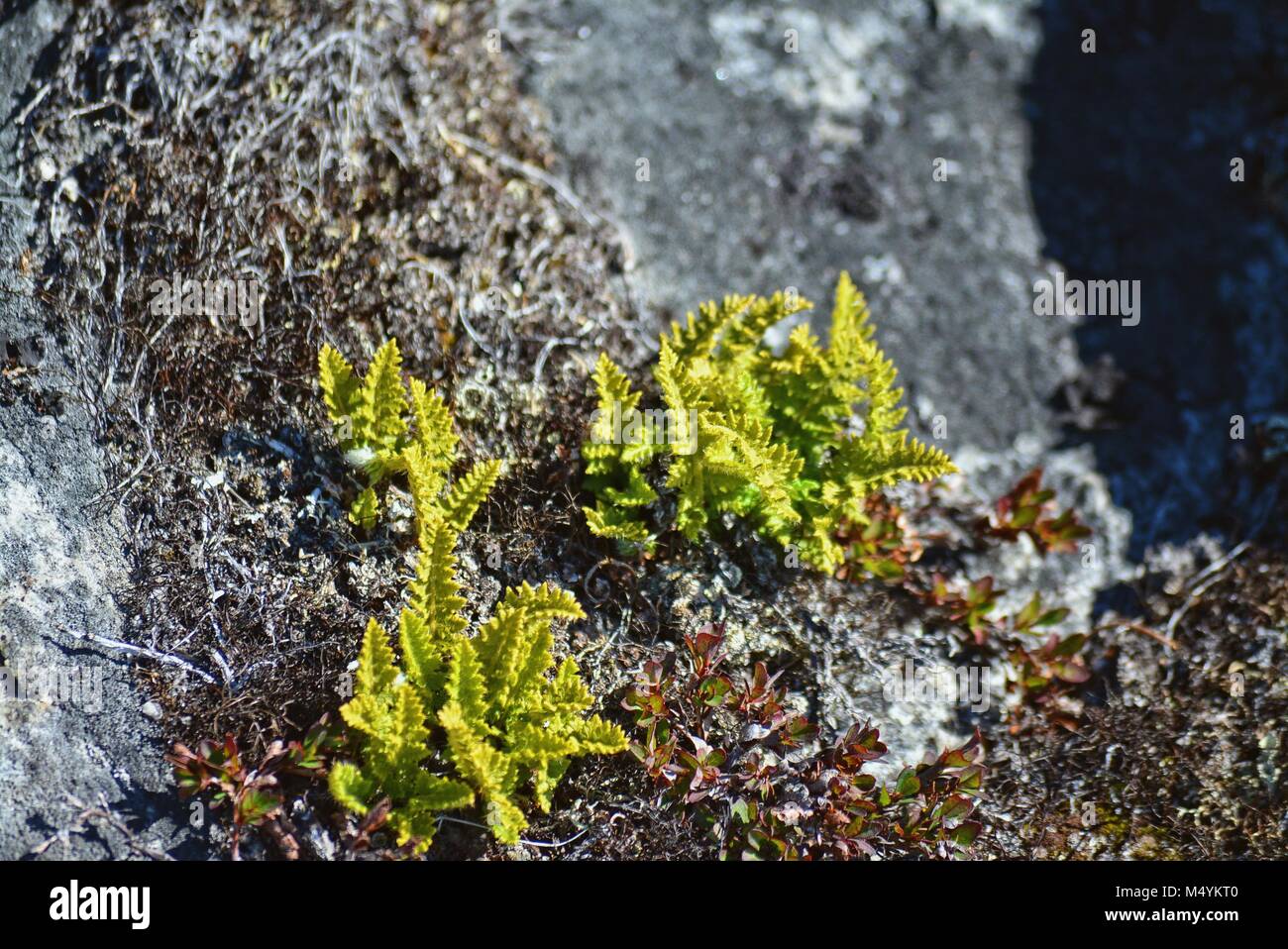 Fougère verte poussant sur des rochers à Ilulissat Groenland - Danemark Banque D'Images