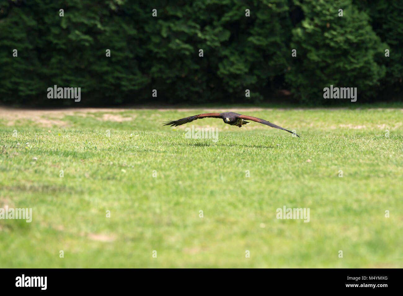 Flying Hawk Swainson Banque D'Images