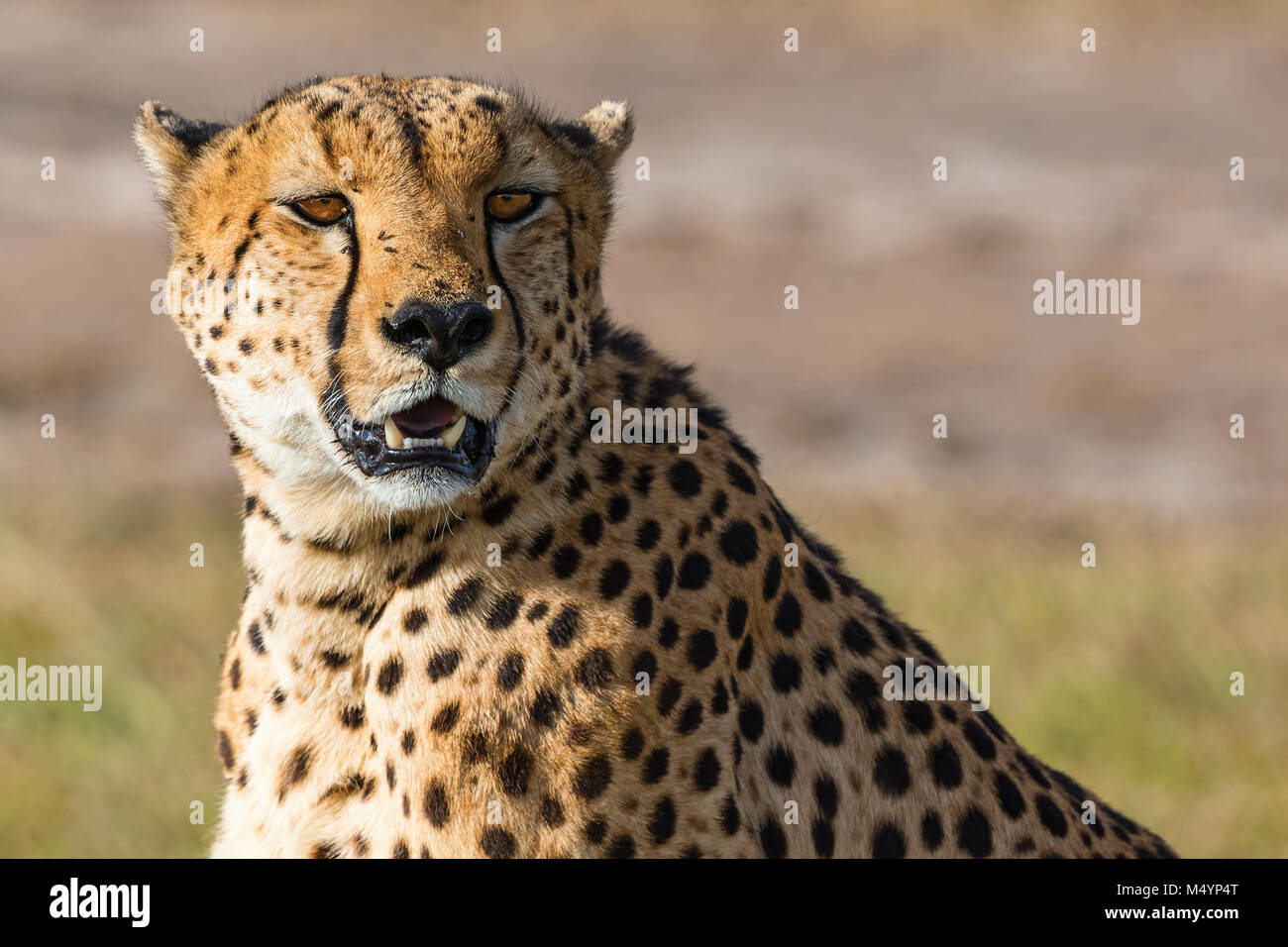 Cheetah potrait Banque D'Images