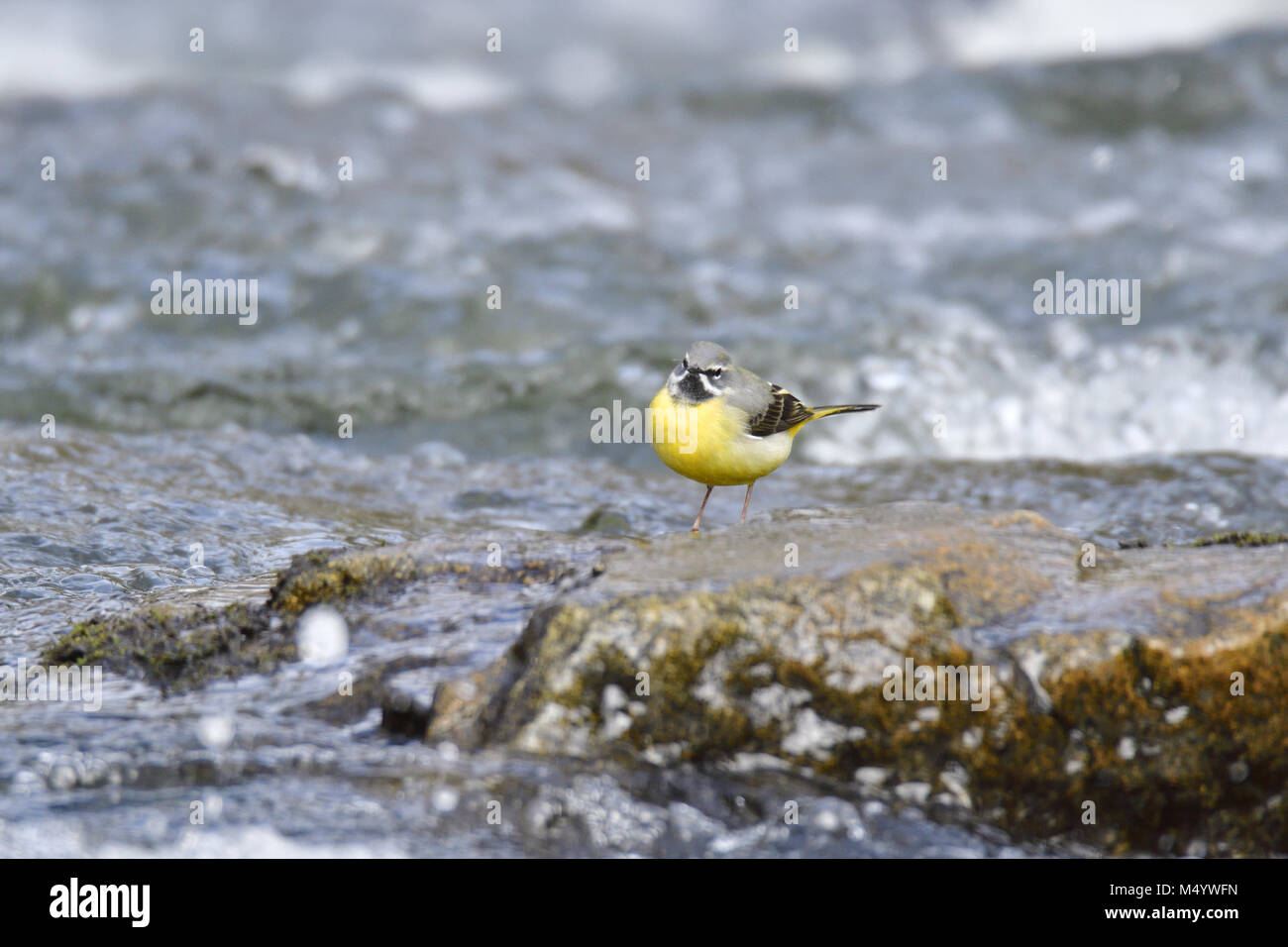 Bergeronnette des ruisseaux Banque D'Images