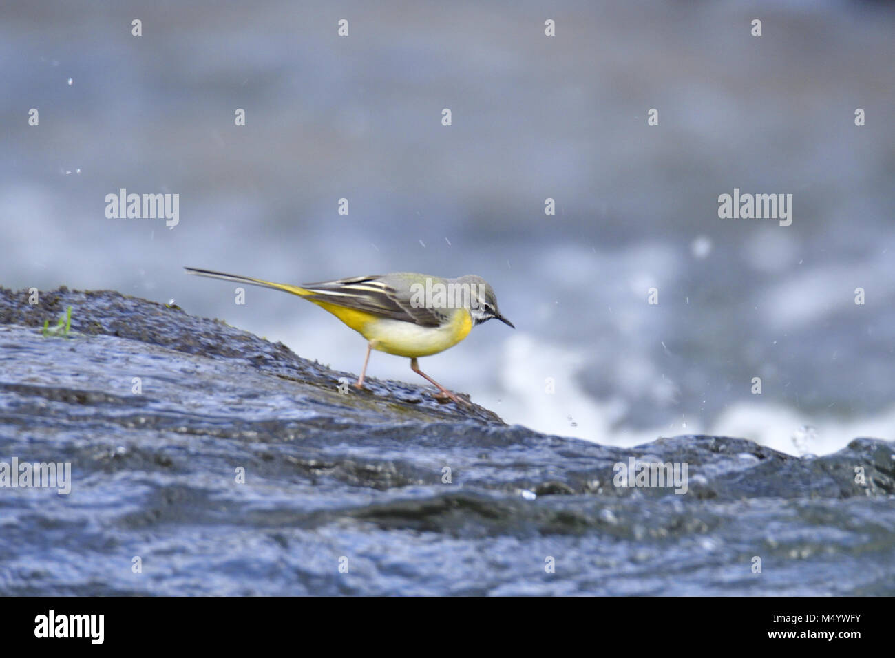 Bergeronnette des ruisseaux Banque D'Images