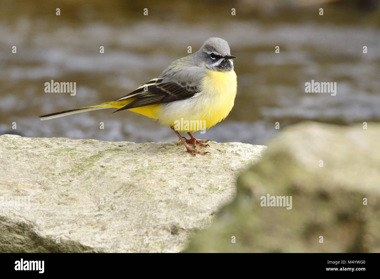 Bergeronnette des ruisseaux Banque D'Images