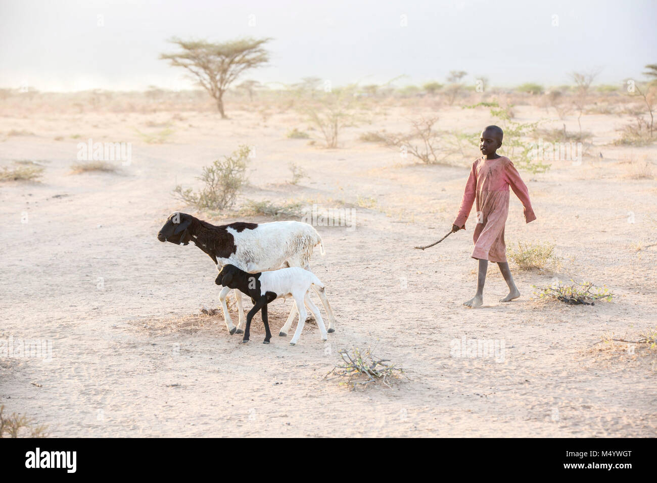 Une jeune fille dans les troupeaux caprins Samburu la zone touchée par la sécheresse de Samburu au nord du Kenya. Cette zone a été particulièrement touchée par le changement climatique au cours des cinq dernières années et ses communautés et la faune extrêmement mal à la suite. Banque D'Images