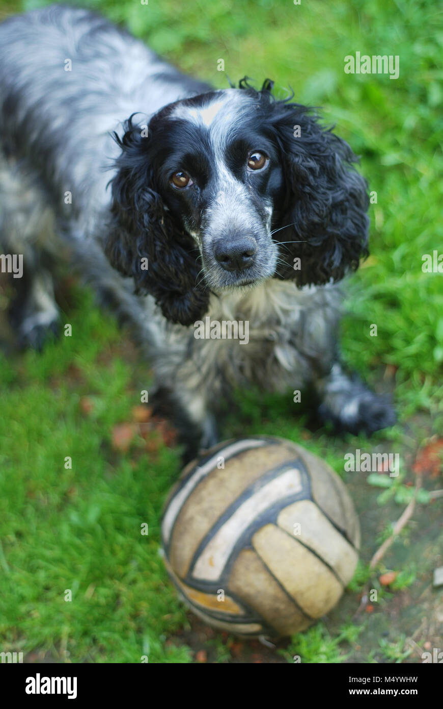 Spaniel oeil à huis clos Banque D'Images